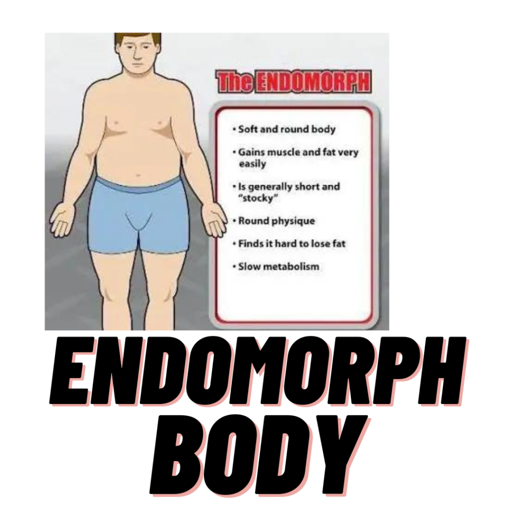 what is endomorph body type - Festive Indians